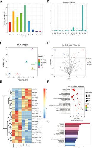 Figure 5 miRNA sequencing and comprehensive analysis of BALF-derived exosomes. (A and B) The length and species conservative analysis of miRNAs. (C) Principal component analysis. Volcano plot of differentially expressed miRNAs (DEmiRNAs). (E). Clustering heat map of DEmiRNAs. (F) GO functional enrichment analysis of DEmiRNAs target genes. (G) KEGG functional enrichment analysis of DEmiRNAs target genes.