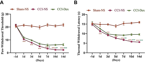 Figure 2 Dexmedetomidine alleviated CCI-induced mechanical and thermal hyperalgesia. (A) The mechanical threshold was significantly decreased in the ipsilateral hind paw from the first day following surgery. Mechanical hyperalgesia worsened over time. During the 5 days following the CCI operation, there was no significant difference between the CCI-NS and CCI-Dex groups. Compared with the CCI-NS group, plantar mechanical hyperalgesia thresholds were lower in the CCI-Dex group from 1 week after Dex administration. (B) A similar trend was also observed for thermal thresholds. Compared with the sham group, the withdrawal latency of the affected side from the thermal stimulus was lower in the CCI group. Thermal withdrawal latency was increased in the contralateral paw following the administration of Dex 7 days after surgery. ***p < 0.001 vs sham-NS group. #p < 0.05, ##p < 0.01, ###p < 0.001 vs CCI-Dex group. n = 6.