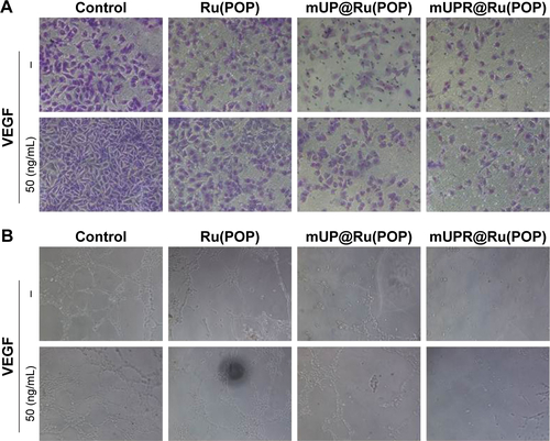 Figure S2 (A) Ru(POP), mUP@Ru(POP), and mUPR@Ru(POP) (1 μM) inhibited VEGF-induced HUVEC (5×104 cells/mL) invasion. (B) Antiangiogenesis assay of Ru(POP), mUP@Ru(POP), and mUPR@Ru(POP) (1 μM) on HUVECs (5×104 cells/mL).Note: Magnification is 100×.Abbreviations: HUVEC, human umbilical vein endothelial cell; mPEG, methoxy polyethylene glycol; mUP, mPEG-UL polysaccharide-NIPAM; mUPR, mPEG-UL polysaccharide-NIPAM-RGD; NIPAM, N-isopropyl acrylamide; RGD, Arg–Gly–Asp; Ru(POP), [Ru(phen)2p-MOPIP](PF6)2·2H2O; UL, Ulva lactuca; VEGF, vascular endothelial growth factor.