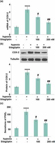 Figure 4. Sitagliptin reduced the expression of COX-2 and PGE2 against hypoxia. Cells were stimulated with Sitagliptin (100, 200 nM) for 2 hours, followed by exposure to hypoxia for 6 hours. (a). mRNA of COX-2; (b). Protein of COX-2; (c). Secretions of PGE2 (****, P < 0.0001 vs. vehicle group; #, ##, P < 0.05, 0.01 vs. Sitagliptin group, n = 6).