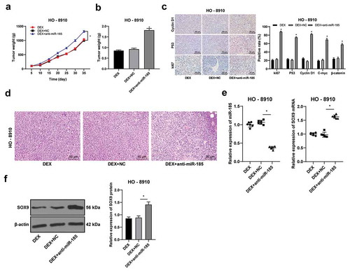 Figure 6. DEX suppresses OC tumor growth in vivo. HO-8910 cells with low or over expression of miR-185 were subcutaneously injected into nude mice, and then treated with 100 nmol/L DEX. A, tumor volume detection after OC cell transfection; B, tumor weight detection after OC cell transfection; C, ki67, cyclinD1 and p53 expression detected using immunohistochemistry; D, morphologies of tumor tissues observed using HE staining; E: the expression of miR-185 and SOC9 was detected by RT-qPCR; F, SOX9 protein level detected by Western blot. N = 6. In panels B and E, one-way ANOVA was used to determine statistical significance; in panels A and C, two-way ANOVA was used to determine statistical significance, followed by Tukey’s multiple comparisons test; *, p < 0.05