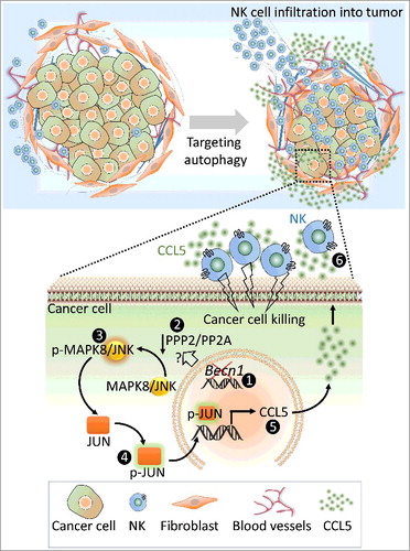Figure 1. Targeting autophagy decreases the tumor volume of syngeneic transplanted B16-F10 melanoma by inducing the infiltration of natural killer (NK) cells into the tumor bed. Up: Targeting BECN1 in tumor cells induces the overexpression and the release of CCL5 involved in the traffic of NK cells to the tumor microenvironment. Down: The molecular mechanism underlying the overexpression of CCL5 in BECN1-defective cancer cells. Targeting BECN1 by a genetic approach (1) leads to a decrease in the phosphatase activity of PPP2/PP2A by a mechanism not yet understood (2). Such a decrease induces the phosphorylation of MAPK8/JNK (p-MAPK8/JNK) on Thr185 and Tyr183 residues (3). Subsequently, p-MAPK8/JNK phosphorylates JUN/c-Jun (p-JUN/c-Jun) on Ser63 and Ser73 residues, (4) which binds to the promoter of Ccl5 and induces its transcription (5). CCL5 released by BECN1-defective tumor cells binds to CCL5 receptors, expressed on the surface of NK cells, and induces their infiltration (6). Functional NK cells recruited to the tumor site kill cancer cells and thereby reduce the tumor volume.