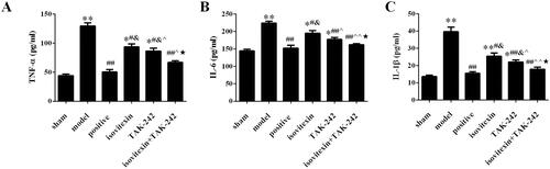 Figure 2. Comparison of the inflammation index in each group. Serum levels of (A) TNF-α; (B) IL-6; (C) IL-1β. *p < 0.05 compared with the sham group, **p < 0.01 compared with the sham group; #p < 0.05 compared with the model group, ##p < 0.01 compared with the model group; &p < 0.05 compared with the positive group; ^p < 0.05 compared with the isovitexin group, ^^p < 0.01 compared with the isovitexin group; ★p < 0.05 compared with the TAK-242 group.