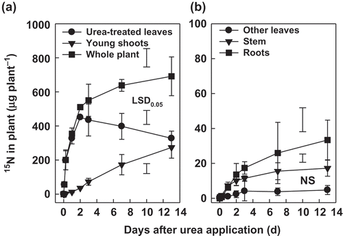 Figure 3 Amount of foliar applied urea isotope nitrogen-15 (15N) in tea (Camellia sinensis L.) plants [means ± standard deviation (SD), solution experiment]. Bars of least significant difference (LSD) value and NS indicate significant and insignificant difference at p < 0.05, respectively.