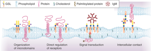 Figure 2. Glycosphingolipid functions.GSLs are involved in including and excluding proteins from microdomains as well as the direct regulation of receptors. Crosslinking of GSLs can induce signaling across the membrane and GSLs can interact with glycans (carbohydratecarbohydrate interaction, left) or with proteins (protein–carboyhydrate interaction, right) on other cells, contributing to cell–cell recognition and adhesion.GSL: Glycosphingolipid.Figure adapted with permission from [Citation10].