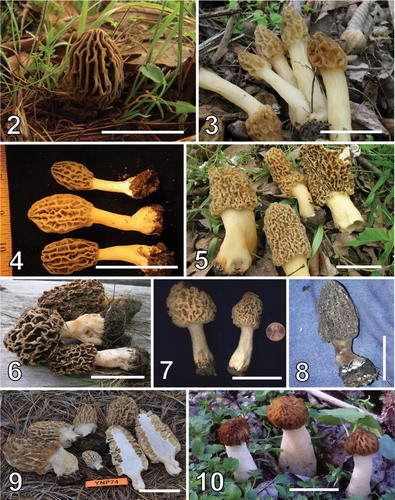 Figs. 2–10 Morchella species. 2. M. rufobrunnea F 03080501. 3. M. diminutiva HOLOTYPE F 05030404, Mes-2. 4. M. virginiana HOLOTYPE BPI 880503, Mes-3. 5. M. esculentoides F 04250405, Mes-4. 6. M. prava HOLOTYPE F 05100602, Mes-7. 7. M cryptica HOLOTYPE F 04220401, Mes-11. 8. M. tomentosa HOLOTYPE F 06150405. 9. M. frustrata UC 1860809, Mel-2. 10. M. punctipes F 04240304, Mel-4. Bars = 5 cm. Mel and Mes numbers refer to the phylogenetic species reported in CitationO'Donnell et al. (2011).