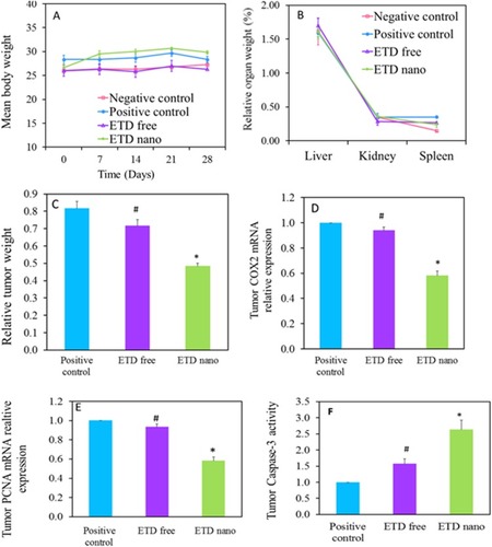 Figure 5 (A) Animals’ body weight measurements (g) during ETD treatment. (B) Animals’ relative organ weight (%) after ETD treatment. (C) Relative tumor weight after ETD treatment. (D) Effect of ETD on tumor COX-2 mRNA expression. (E) Effect of ETD on tumor PCNA mRNA expression. (F) Effect of ETD on tumor Caspase 3 activity. *P˂0.05 vs positive control, #P˂0.05 vs ETD nano.Abbreviations: ETD, etodolac; PCNA, proliferating cell nuclear antigen.