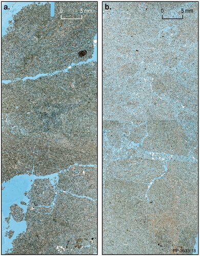 Figure 16. Left: Bioturbated semi-consolidated bioclastic muddy sand with shrinkage artefacts (blue cracks). Right: Lumpy bioclastic limestone with semi-indurated lumps in a matrix of bioclastic sand. Lateral field of view in each image is 23 mm. Both sections are from SPCL24.