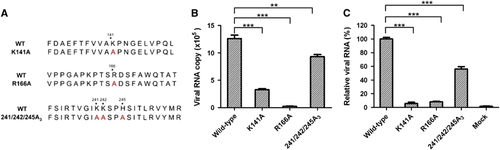 Figure 6 Effect of alanine substitution of the five positively charged residues of VP1 on heparan sulfate binding and cellular attachment of CVA16. (A) Sequence of the designed CVA16 mutants. (B) Analysis of heparin-binding ability of the CVA16 mutants by pull-down assays. Equal amounts (equivalent to 4 × 106 copies of viral RNA genome) of CVA16 mutant or wild-type viruses were separately mixed with 20 μL heparin–agarose beads. The mixtures were incubated at 4 °C overnight. After three washes with PBS, the agarose beads were subjected to RNA extraction and qRT-PCR analysis as described in the ‘Materials and Methods’ section. The data are expressed as the mean±sd of the absolute viral RNA copies of triplicate samples. Representative results from two independent experiments are shown. (C) Ability of the mutant viruses to bind RD cells. The same amount of wild-type or mutant virus was added to RD cells and incubated at 4 °C for 1 h. Cell-bound virus was quantified by qRT-PCR. The data are reported as the mean±sd of the relative viral RNA genome numbers. Representative results from two independent experiments are shown. Statistical significance is indicated as follows: **P<0.01; ***P<0.001.