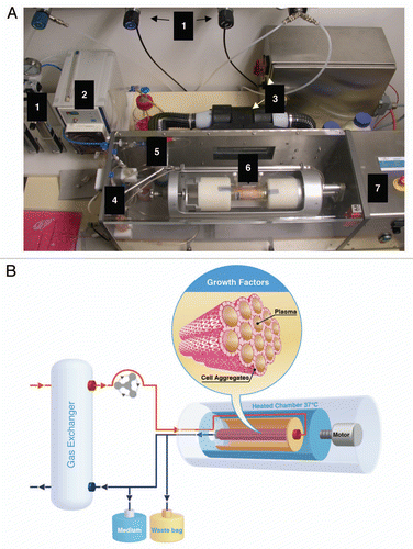 Figure 4 Rotary bioartificial liver device. (A) Photograph of the bioarticificial liver used in the experiments described in reference Citation56. (1) Gas supply: O2, N2, CO2 and pressure air, connected to flowmeter. (2) Pump, regulates media-circulation. (3) Heating device with power supply. (4) Tube system containing bubble traps to avoid air bubbles entering in the circuit. (5) Oxygenator mediates gas flux to media circuit. (6) Chamber containing cells fixed into the reactor's rotation unit. (7) Reactor, housing for chamber and central unit of the rotary bioartificial liver provided by Fresenius Medical Care in cooperation with the University of Innsbruck, Austria. (B) HLSCs are placed in the dialysate compartment followed by their proliferation and aggregate formation around the hollow fibers (insert). HLSCs produce high concentratons of growth factors (e.g., HGF) that are reinfused into the venous line. This makes the rotary bioartificial liver device a source of conditioned media capable of exerting important, hepatotropic effects, such as induction of proliferation and inhibition of apoptosis.