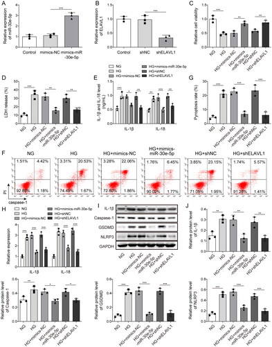 Figure 4. Effect of miR-30e-5p overexpression or ELVAL1 knockdown on HG-induced pyroptosis in HK-2 cells. (A) miR-30e-5p expression as measured by qRT-PCR; (B) ELVAL1 expression as measured by qRT-PCR; (C) the MTT assay was used to measure cell viability; (D) the LDH release assay was used to measure cytotoxicity; (E) IL-1β and IL-18 levels were measured by ELISA; (F, G) pyroptosis levels as detected by flow cytometry; (H) IL-1β and IL-18 expression as measured by qRT-PCR; (I, J) IL-1β, caspase-1, GSDMD-N, and NLRP3 expression as measured by western blot analysis. Three independent replications were performed. *p < .05, **p < .01, and ***p < .001.