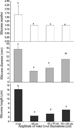 Figure5. The length, diameter and number of rhizomes in Acorus calamus subjected to four water-level fluctuation treatments (0 cm, 60 cm, 60 ± 30 cm, and 60 ± 60 cm). All the values were means of triplicates ± SD. Different letters within a graph indicate significant differences among treatments.