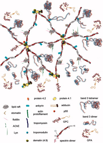 Figure 6. A portion of the membrane-skeleton is shown, as obtained after a hypothetical solubilization of the membrane with 1% TX100 under the conditions for obtaining DRMs but with the omission of carbonate, so that DRMs remain associated with the spectrin skeleton. The cartoon depicts the hypothetical direct interaction of DRMs with the spectrin dimer in a region where the highest affinity of spectrin for certain lipid classes was previously described, near the head-to-head association of spectrin dimers into tetramers. The same region in the spectrin dimer also contains the binding site for ankyrin, so that its interaction with ankyrin and the DRM is mutually exclusive. The various proteins are only approximately drawn to scale, but their oligomeric state and interactions are respectful of the current knowledge. See text for additional explanations.