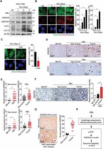 Figure 8. The association of nuclear translocation of ENDOG with HBV-induced hepatocellular carcinoma. (A-C) HBx induces nuclear translocation of ENDOG. Huh7 cells harboring HBx under the control of the tet-on promoter were incubated with doxycycline (Dox, 1 μg/ml). (A) cells were harvested for western blot analysis using ENDOG and HBx antibodies. (B) IF staining of ENDOG and γH2AX. Left: representative images, scale bar: 20 μm. right: the percentage of cells with ENDOG in nuclei and cells with double-positive in nuclear ENDOG and γH2AX (n ≥ 100) from three independent experiments (mean ± SEM,* P < 0.05). (C) Effect of CsA on ENDOG in nuclei. At day 3 with dox treatment, cells were incubated with cyclosporin A (CsA, 10 μM) for 8 h for IF staining of ENDOG. left: representative images, scale bar: 20 μm. right: the percentage of cells positive for ENDOG in nuclei (n ≥ 100) from three independent experiments (mean ± SEM, * P < 0.05). (D,E) The correlation of nuclear ENDOG in HBx-induced HCC. IHC staining of ENDOG and γH2AX in liver tissues of B6 mice and non-tumor/tumor parts of liver tissues of HBx transgenic mice. The inset at the right bottom shows the enlarged image in the red box, scale bar: 50 μm. Graphs show nuclei positive in ENDOG and γH2AX signal from three independent tissue sections from three different pairs of mice (mean ± SEM, * P < 0.05). (F) The increase of SQSTM1 accumulation in HBx-induced HCC. IHC staining of SQSTM1 in liver tissues of B6 mice and non-tumor/tumor parts of liver tissues of HBx transgenic mice, scale bar: 50 μm. The bar graphs show the relative SQSTM1 intensity from three independent tissue sections from three different pairs of mice (mean ± SEM, * P < 0.05). (G) nuclear ENDOG in tumor of HBV-associated HCC patient. IHC staining of ENDOG in liver tissue sections from an HBV-associated HCC human patient. The inset at the right bottom shows the enlarged image in the red box, scale bar: 50 μm. nuclei positive in ENDOG signal were counted as mean ± SEM (* P < 0.05). (H) A schema of the HBx-mPTP-ENDOG pathway in promoting genome instability in HCC development