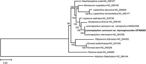 Figure 3. The phylogenetic position for L. carnosum var. drymoglossoides according to the ML phylogenetic tree constructed based on 14 chloroplast genomes. The following sequences were used: Lemmaphyllum carnosum var. drymoglossoides OP369280, Adiantum flabellulatum NC_064144, Lemmaphyllum carnosum var. microphyllum MN623356 (Liu et al. Citation2020), Lepisorus clathratus NC_035739 (Wei et al. Citation2017), Leptochilus decurrens NC_058826 (Su et al. Citation2019), Leptochilus hemionitideus NC_040177 (Min et al. Citation2018), Lemmaphyllum intermedium NC_053788 (Wang et al. Citation2021), Microsorum cuspidatum NC_056108, Neolepisorus fortunei NC_056109, Neocheiropteris ovata NC_056107 (Liu et al. Citation2021), Pecluma dulcis NC_044685 (Samuli and Cárdenas Citation2019), Platycerium bifurcatum NC_054302, Pyrrosia bonii NC_040226 (Cai et al. Citation2018), Pyrrosia subfurfuracea NC_047436 (Min et al. Citation2019). The sequences used for the tree structure are coding sequences. The bootstrap support values are shown on the nodes.