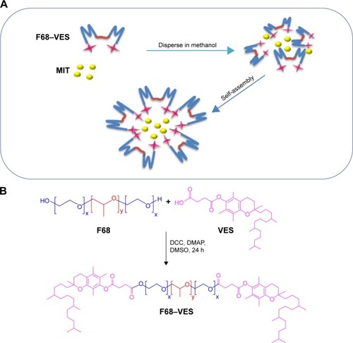 Figure 1 Illustration of the synthesis and preparation of MIT-loaded F68–VES (F68–VES/MIT) micelles.Notes: (A) Preparation of F68–VES/MIT micelles. (B) Synthesis of F68–VES polymer.Abbreviations: F68, Pluronic F68; VES, vitamin E succinate; F68–VES/MIT micelles, mitoxantrone-loaded Pluronic F68-conjugated vitamin E succinate polymer micelles; F68–VES, Pluronic F68-conjugated vitamin E succinate; DCC, dicyclohexylcarbodiimide; DMAP, 4-dimethylaminopyridine; DMSO, dimethyl sulfoxide; MIT, mitoxantrone.