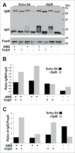 Figure 2. Accessibility of free sulfhydryls in IglB and IglC in wild-type and ΔfipB mutant bacteria. Panel A) Total bacterial lysates were labeled with AMS, a reagent that reacts with free sulfhydryls and adds 500 Da. Some samples were first treated with TCEP, to reduce existing disulfide bonds. Samples were separated on 4–15% SDS gel before transfer to PVDF membranes for immunoblots. Proteins were visualized with anti-IglC and IglB monoclonal antibodies. The same blot was stripped and then rehybridized with anti-FupA antibody. Blots are representative of at least three blots. Panels B& C) Blots were scanned by densitometry, and the amount of IglB (Panel B) or IglC (Panel C) was compared to the loading control FupA.