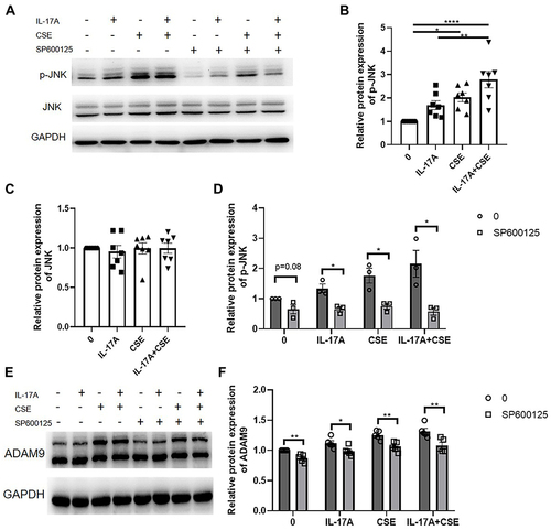 Figure 6 Activation of JNK signaling by IL-17A induces ADAM9 expression in human bronchial epithelial (HBE) cells. (A–D) Protein expression of JNK and p-JNK were examined in HBE cells treated with 50 ng/mL IL-17A with or without 3% cigarette smoker extract (CSE) for 10 min (n = 7). JNK inhibitor (SP600125, 10 µM) was added to inhibit JNK phosphorylation 1 h before the addition of IL-17A or CSE (n = 3). (E and F) HBE cells were treated with SP600125 for 1 h and then treated with IL-17A and/or CSE for 24 h. The expression of ADAM9 was examined by Western blot analysis (n = 5). *p < 0.05, **p < 0.01, ****p < 0.0001.