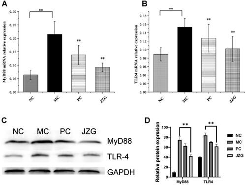 Figure 8. mRNA and protein expression of toll-like receptor 4 (TLR-4) and myeloid differentiation primary response 88 (MyD88) (compared with model control (MC), **p < 0.01).