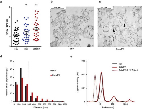 Figure 5. Characterization of murine PMN derived EVs. a. Quantification of EVs produced spontaneously (sEV) and after activation with non-opsonized (zEV) or completely (CabzEV) opsonized zymosan. Data were compared to sEV using one-way ANOVA coupled with Dunnett’s post hoc test; n = 32. Representative electron microscopic images of sEV (b.) and CabzEV (c.) prepared from WT murine PMN. Original magnification is 30,000×. Representative pictures out of 3 similar experiments. d. Size distribution spectra of murine EVs based on electron microscopy images, data originate from 200 EVs pro samples. The dotted line represents the possible limit of detectability by flow cytometry. e. Size distribution spectra of EVs measured by DLS. Broken line represents 0.1% Triton X-100 treated aEV. Signal above 1000 nm is due to zymosan contamination. Representative results out of 3 independent experiments.