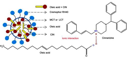 Figure 5 CIN solubilization in SNEDDS composed of oleic acid.Abbreviations: MCT, medium-chain triglycerides; LCT, long-chain triglycerides.