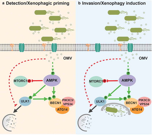 Figure 1. A diagram of AMPK signaling through ULK1 and PIK3C3/VPS34 complexes in response to Salmonella infection. (a) Upon detection of bacteria-secreted outer membrane vesicles, activated AMPK promotes upregulation of pro-autophagic kinases without inducing bulk autophagy. (b) Internalized bacteria are captured and targeted for xenophagic degradation.