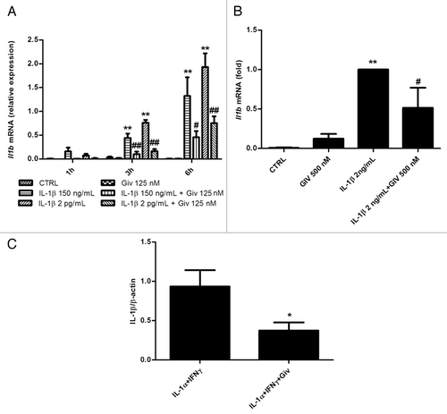 Figure 2.Il1b mRNA is induced by IL-1β exposure and abrogated by givinostat in INS-1 cells and rat islets, and IL-1β processing is inhibited by givinostat in INS-1 cells. (A) Il1b mRNA expression. INS-1 cells (2.5 × 106 per well) were preincubated with 125 nM givinostat for 1 h and then exposed to 150 pg/mL or 2 ng/mL IL-1β. Total RNA was isolated and cDNA generated by reverse transcription, followed by real time PCR quantification. Il1b expression was normalized to Hprt1. Data are presented as relative expression. n = 6, means +SEM. Kruskal-Wallis ANOVA on ranks followed by Student-Newman-Keuls multiple comparison test. Significance levels: **p < 0.01 (cytokines vs. control); ##p < 0.01 (cytokines vs. cytokines + givinostat). (B) Il1b mRNA expression. Rat islets (150 per well) were preincubated with 500 nM givinostat for 1 h and then exposed to 2 ng/mL IL-1β for 3 h. Total RNA was isolated and cDNA generated by reverse transcription, followed by real time PCR quantification. Il1b expression was normalized to Hprt1. Data are presented as relative expression. n = 6, means +SEM. Kruskal-Wallis ANOVA on ranks followed by Student-Newman-Keuls multiple comparison test **p < 0.01 (cytokines vs. control), #p < 0.05 (cytokines vs. cytokines + givinostat). (C) IL-1β processing. INS-1 cells (2.5 x 106 per well) were preincubated with or without 125 nM givinostat for 1 h before exposure to 1500 pg/mL IL-1α + 0.1 ng/mL IFNγ for 6 h and exposed to 1 mM ATP for 15minutes. Mature 17.4 kDa IL-1β protein was quantified, normalized to β-actin. n = 4, means + SEM. Student’s two-way t-test. #p < 0.05 (cytokines vs. cytokines + givinostat)