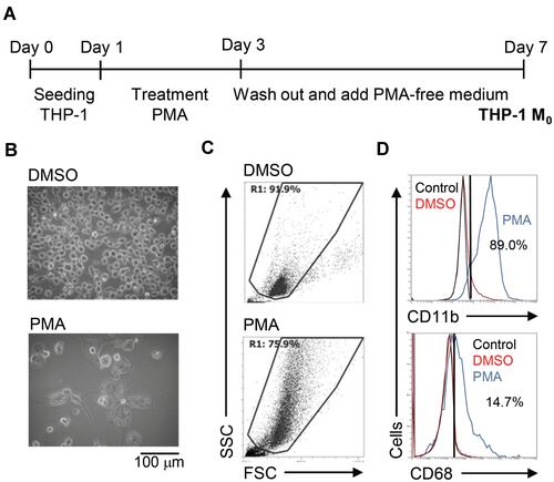 Figure 1 Phorbol 12-myristate 13-acetate (PMA) treatment triggers macrophage differentiation in human monocytic THP-1 cells. (A) Experimental flowchart of the PMA stimulation performed in this study. (B) Cell morphology evaluation showed cell growth in PMA-treated THP-1 cells. (C) Flow cytometric dot-plot, plotting forward-scattered (FSC) versus side-scattered (SSC) from a population of THP-1 cells, showing the cell size and complexity. (D) Immunostaining followed by flow cytometric histogram analysis showed the expression of CD11b and CD68. Treatment of DMSO was used as control. For all images and flow cytometric analysis, representative staining data of isotype control, DMSO, and PMA were selectively obtained from three individual experiments. For the flow cytometric analysis, the percentage of positive cells in PMA treatment is shown.