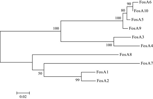 Figure 1 Phylogenetic tree obtained for the FosA proteins. The protein GenBank accession numbers are FosATN(FosA1), AAA98399; FosA2, ACC85616; FosA3, AB522970; FosA4, AB908992; FosA5, AJE60855; FosA6, NG051497; FosA7, KKE03230; FosA8, CP013990; FosA9, PRJEB32329; and FosA10, MT74415.