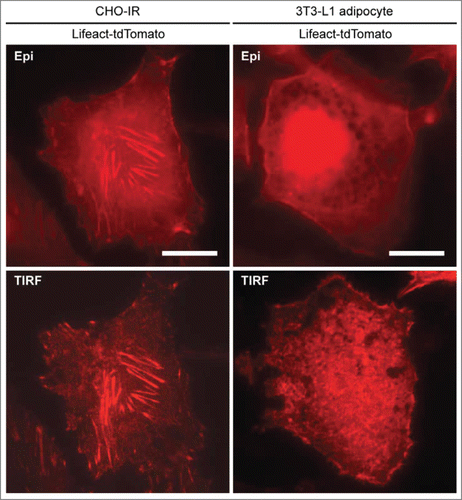 Figure 1. Comparison of actin structures between CHO-IR and 3T3-L1 adipocytes. CHO-IR (CHO cells stably expressing insulin receptor) and 3T3-L1 cells were imaged by using epifluorescence (Epi) or total internal reflection fluorescence (TIRF) microscopy. Cells expressing Lifeact-tdTomato were seeded in 35 mm glass-bottom dishes (MatTEK), incubated in imaging buffer and kept in a Tokai Hit temperature controlled incubation box at 37°C supplemented with 5% CO2. TIRFM setup (TIRF laser 561 nm) was based on Nikon Eclipse-Ti inverted microscope with EMCCD camera (1002 × 1002 pixels, 8 × 8 μm, 14-bit, Andor iXonEM + 885; Andor Technologies). Images were captured using a 100x NA/1.49 APO TIRF oil-immersion objective with immersion oil (nd = 1.515, Nikon) bridging the optical contact between the objective and the glass bottom dishes. The penetration depth of the evanescent field is estimated to be ∼200 nm. Images were acquired with no binning, at 27 MHz readout rate with average exposure times vary between 50∼100 ms. As revealed in TIRF microscopy, abundant stress fibers are present in the ventral section of the CHO-IR cell whereas cortical actin and short ventral actin filaments are enriched in the adipocyte. Scale bars, 20 μm.