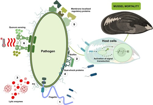 Figure 3. Schematic overview of different virulence factors produced by pathogenic bacteria potentially attributing to mussel mortality. The virulence factors are divided into three main categories, namely bacterial surface structures, secreted factors, and bacterial cell-to-cell interaction. The bacterial surface structures include surface appendages like (1) motility (pili and flagella), (5) membrane localised regulatory proteins, (4) bacterial heat-shock proteins. The secreted factors include various lytic enzymes. As for the bacterial cell-to-cell interaction, (2) bacterial biofilm and (6) quorum sensing.