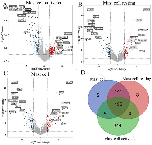Figure 3. Identifying differentially expressed genes for different kinds of mast cells. (A-C) Volcano plots of three different kinds of mast cells. |log2(FC)| > 1.5 and P < 0.05 were set as the cut-off value. The up-regulated 10 genes and down-regulated 10 genes with the most significant differences were labeled. (D) The Venn calculation result was shown via diagrphVENN R package. There are 135 common genes related to mast cells infiltration.