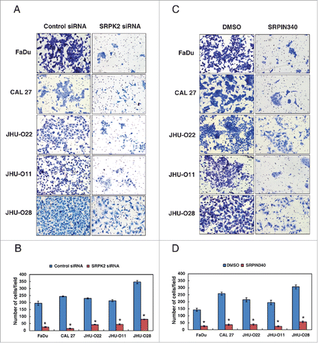 Figure 6. Inhibition of SRPK2 reduces the invasive ability of HNSCC cells. Invasion assays were carried out using in a transwell system using Matrigel-coated filters and the number of cells that migrated to the lower chamber was counted. Cells that migrated are visualized following methylene blue staining in a panel of HNSCC cell lines as indicated. (A) HNSCC cell lines were transfected with either control (Scrambled) or SRPK2 siRNA and invaded cells were photographed (B) A graphical representation of the invasive ability of the HNSCC cells upon SRPK2 silencing *p < 0.05. (C) HNSCC cells were treated with a small molecule inhibitor of SRPK2 (SRPIN340) or vehicle control (DMSO) and invaded cells were photographed. (D) A graphical representation of the invasive ability of the HNSCC cells upon SRPK2 inhibition *p < 0.05.