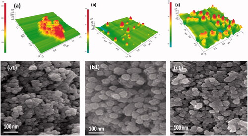 Figure 1. Surface morphology observation through AFM and SEM techniques: (a, a1) Fe3O4 nanoparticles, (b, b1) MNP composited particles and (c, c1) dm@LMNP nanoformulations.