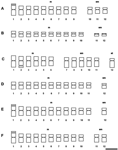 Figure 2. Idiograms of Solanum species of Morelloid clade. (A) S. hastatilobum; (B) S. palitans; (C) S. pilcomayense 2287; (D) S. pilcomayense 2279; (E) S. reductum; (F) S. sarrachoides. Scale bar = 3 μm.