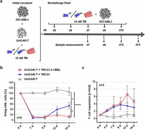 Figure 3. Costimulatory TM123-4-1BBL mediates long-term cytotoxic potency and persistence of UniCAR-T in vitro. (a) Experimental schema of a long-term rechallenge cytotoxic assay. UniCAR-T were cocultured with 5 × 103 OCI-AML3 target cells at an initial E:T ratio of 1:20 and 10 nM CD123-specific TMs. At indicated time points (d2 until d12), 5 × 103 OCI-AML3 cells together with 10 nM of respective TM were added and remaining living target cells were determined by flow cytometry. (b) Long-term rechallenge cytotoxic assay data. Cell counts of OCI-AML3 target cells were normalized to control wells containing target cells only for percentage living target cells. Data is shown as mean ± standard error of mean (SEM) of eight independent donors measured in biological triplicates. Statistical significance was determined by parametric unpaired one-way analysis of variance (ANOVA) with Tukey’s multiple comparison test, p < .05 = *, p < .0001 = ****. (c) At indicated time points, living T cell counts were determined by flow cytometry and T cell expansion was calculated by normalization to the initial T cell count. Data is shown as mean ± SEM of three independent donors measured in biological triplicates