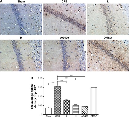Figure 10 Expression of pJAK2 in hippocampal CA1 region by immunohistochemistry.