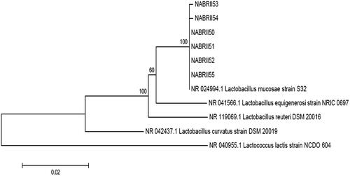 Figure 3. Phylogenetic tree based on the neighbour-joining method of 16S rRNA gene sequences. Bootstrap values above 50% are indicated at the nodes of the tree. The scale bar represents 0.02-nucleotide substitutes per position.