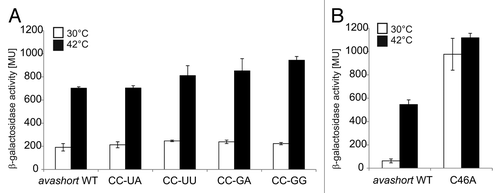 Figure 5. Reporter assay of avashort-bgaB WT and variants. (A) The putative anti-SD forming cytosines C34 and C35 were replaced by UA, UU, GA, and GG, respectively using randomized site-directed mutagenesis. The avashort WT exhibited a 3.5-fold induction of reporter activity after shift from 30–42 °C. All four variants exhibited WT-like activity. (B) Binding of AUG was loosened by changing the G55-C46 pair into a G55-A46 mismatch. Analyzed in the reporter assay, replacement of the cytosine by adenine resulted in complete destabilization of the avashort-RNAT structure visible in almost equal galactosidase activity levels at 30–42 °C. Both the results shown in (A and B) are mean values of a double measurement; mean standard deviation is given by error bars. WT, wild-type.