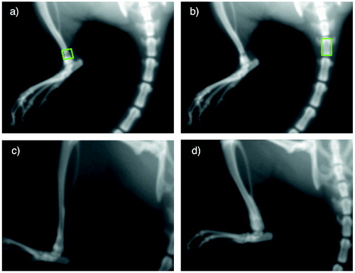 Figure 3. Upper panel: A specimen at baseline, showing the region of interest used for BMD and BMC measurements over the bone tunnel (a) and 3rd tail vertebra (b). Lower panel: X-rays of two 6-weeks specimens demonstrating bone formation around the bone tunnel in a specimen from the control group (c) and the ZA group (d). Radiographs were obtained from Lunar PIXImus.