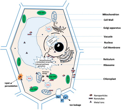 Figure 1. Schematic diagram of potential cell, DNA damages and detoxification pathways under NMs exposure.