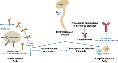 Figure 1. Role of innate and adaptive immunity in disease development. PRRs, Pattern recognition receptors; CitationTLRs, CitationToll-like receptors; RLRs, RIG-I-like receptors; VHH, Heavy-chain variable domains; and AID, activation-induced cytidine deaminase.