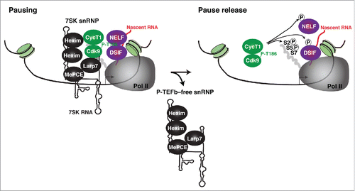 Figure 3. Model for 7SK snRNP recruitment to chromatin for ‘on site’ P-TEFb kinase activation. P-TEFb (as part of the 7SK snRNP complex) is recruited to promoter-proximal regions containing Pol II that remains paused by the action of the negative elongation factors DSIF and NELF. The 7SK snRNP complex can be disassembled on chromatin by the action of phosphatases activated in response to signaling pathways and dephosphorylate the T-loop of Cdk9 (P-T186). This step is not shown to keep the Figure simpler (seeCitation33,64 for examples). Upon 7SK snRNP disassembly, the P-TEFb-free snRNP becomes repositioned in the promoter-proximal region or dislodged from chromatin (an aspect of the model that requires further investigation).Citation33,38 Released P-TEFb can then phosphorylate the Pol II CTD on Ser5 (S5) and Ser2 (S2) residues, DSIF (which is converted into a positive elongation factor), and NELF (which becomes evicted from Pol II) thereby relieving Pol II stalling at promoter-proximal regions. It remains unclear if released P-TEFb rapidly incorporates into the SEC to phosphorylate its substrates or whether SEC assembly occurs after P-TEFb substrate phosphorylation at promoter-proximal regions.