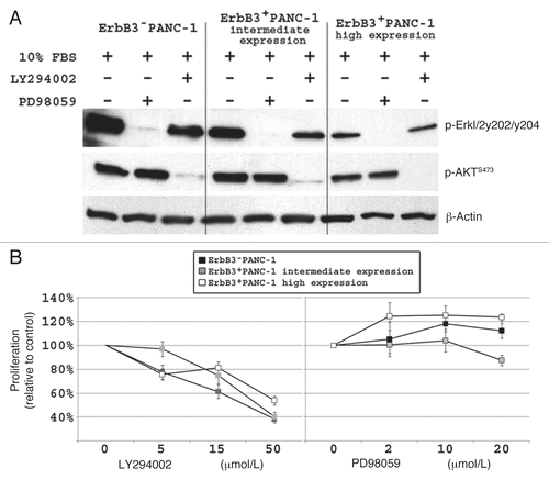 Figure 4 Inhibition of AKT signaling significantly diminishes PANC-1 cell proliferation. (A) western blot demonstrating that LY294002 (25 µmol/L) and PD98059 (15 µmol/L) successfully inhibits AKT and ERK1/2 signaling, respectively, in all 3 PANC-1 cell lines. (B) Dose effect of LY294002 and PD98059 on PANC-1 cell proliferation after 48 hours. LY294002 resulted in a significant decrease is proliferation (p < 0.05) relative to DMSO treated cells, while PD98059 has no inhibitory effect on proliferation of PANC-1 cells.