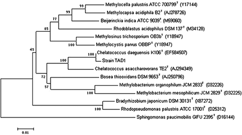 Figure 3. Phylogenetic tree based on a comparison of the 16 S rRNA gene sequence. The phylogenetic tree was generated using the neighbor-joining method. Bootstrap values, expressed as percentages of 1000 replications, are given at branching points. Bar shows 10 nucleotides substitutions per 1000 nucleotides.