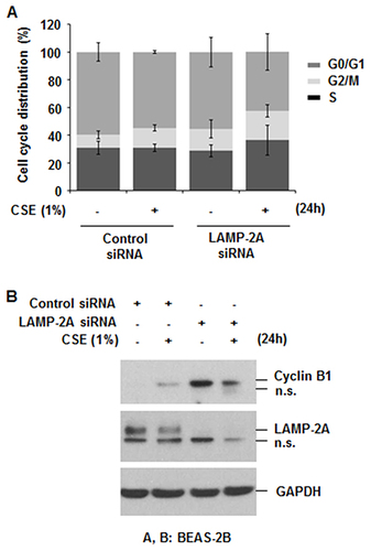 Figure 7 Knockdown of LAMP-2A enhanced CSE-induced G2/M cell cycle arrest. (A and B) BEAS-2B cells were transiently transfected with control siRNA or LAMP-2A siRNA. Forty-eight hours after transfection, the cells were treated with CSE (1%) for 24 h. The cells were harvested and stained with propidium iodide (PI) for 30 min and then subjected to flow cytometric analysis to determine the cell distribution at each phase of cell cycle (A). Data represent the mean ± SD. Control siRNA-CSE G2/M versus LAMP-2A siRNA-CSE G2/M: **p = 0.0351 Total cellular extracts were subjected to Western blot analysis for cyclin B1, LAMP-2A, and GAPDH (B).