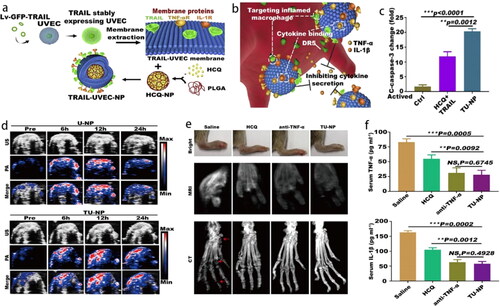 Figure 8. (a) Schematic illustration of TU-NPs and (b) targeting mechanisms to inhibit inflammatory cytokines. (c) The boosted cleaved caspase-3 indicates M1 macrophages apoptosis. (d) The penetration of NPs into the inflamed paws under US and PA after 12 h i.v. injection. (e) TU-NPs improve the prophylactic effect in early-stage RA with enhanced bone protection and (f) decreased serum pro-inflammation cytokines. The red arrow represents the erosion of joints (Shi et al., Citation2020). Copyright 2020 Elsevier.