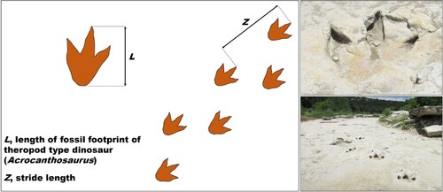 Figure 12. Left, measurements of the footprint and traces of a theropod dinosaur (Acrocanthosaurus), useful to obtain the size of the animal and its speed of movement. Right, footprint and traces of an Acrocanthosaurus of more than 100 million years sculpted on the rocky bed of the Paluxy River, Dinosaur Valley State Park, Glen Rose, Texas (USA).