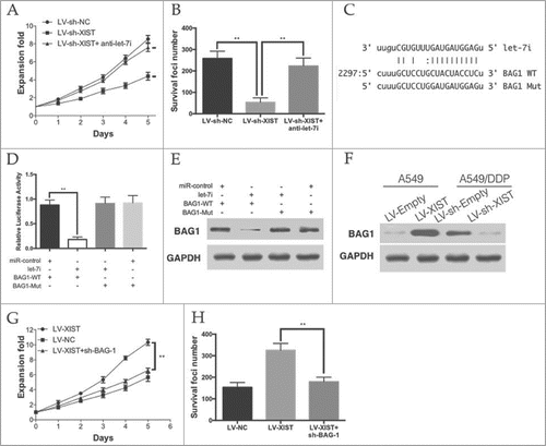 Figure 4. Let-7i/BAG-1 axis mediated the cisplatin resistance of lncRNA XIST on LAD. (A) MTT assays and (B) colony formation assay revealed that knockdown of XIST decreased cell proliferation and increase apoptosis, while anti-let-7i treatment rescued this effect; (C) Schematic representation of the predicted binding sites between let-7i and BAG-1, and the mutagenesis design for the reporter assays; (D) The luciferase assay showed that cells transfected with let-7i had less luciferase activity than those transfected with miR-ctrl. (E) The WB assay showed that cells transfected with let-7i repressed BAG-1 expression; (F) BAG-1 expression in A549 and A549/DDP cells; (G) MTT assays and (H) colony formation assay revealed that knockdown of BAG-1 decreased cell proliferation and increase apoptosis in XIST overexpression A549 cells. *P < 0.05, **P < 0.01.