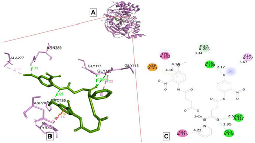 Figure 8 Docking model of AAZ8 interacting with butyrylcholinesterase BChE enzyme. (A) Structure of synthesized compound AAZ8 (green) at a specific site inside protein cartoon model (purple). (B) Three- dimensional display of AAZ8 (green) with amino acid residue (purple) at the binding site with bond distance shown. (C) Two-dimensional visualization of AAZ8 at the enzyme binding site with bonding patterns and bond distance shown.